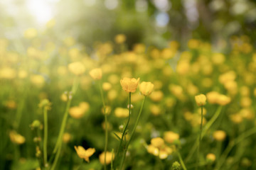 Field of buttercup flowers blooming in the sunlight; Sea of small yellow flowers and green stems