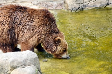 Brown Bear Ursus Arctos Beringianus Drinking from Pond