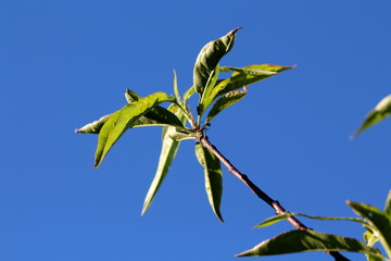 Peach or Prunus persica deciduous tree single branch with lanceolate broad pinnately veined light green leaves on clear blue sky background