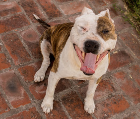 Pitbull