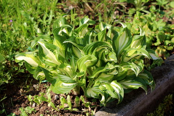 Plantain lily or Hosta or Giboshi or Heart-leaf lilies foliage plant with large ribbed light green to white leaves borne in a cluster at the base of the plant planted in local garden next to concrete 