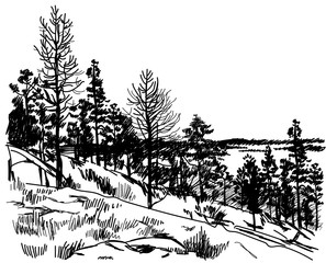 Young forest . Trees on the rock . Vector freehand drawing . Engraving.