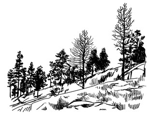Young forest . Trees on the rock . Vector freehand drawing . Engraving.