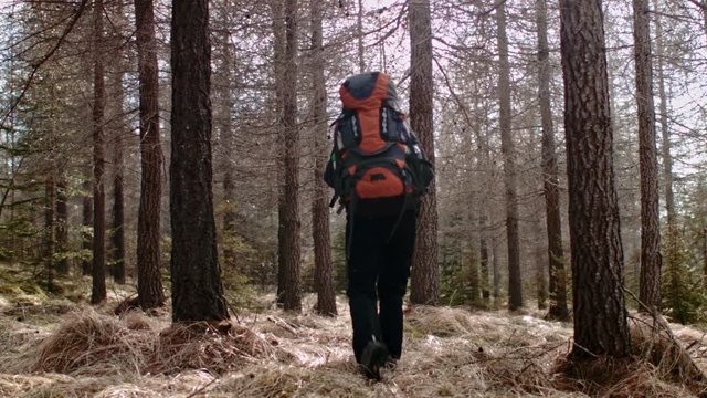 Woman hiking through pine forest