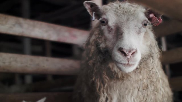 Farm animal