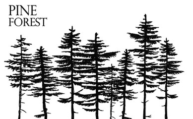 Pine forest. Vector freehand drawing . Sketch on a white background .