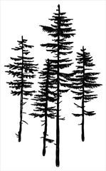 Pine forest. Vector freehand drawing . Sketch on a white background . - 270498449