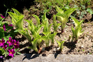 Young Plantain lily or Hosta or Giboshi or Heart-leaf lilies foliage plant with large ribbed light green to white leaves borne in a cluster at the base of the plant planted in local garden and surroun