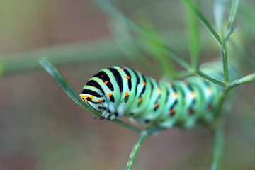 Beautiful colorful caterpillar on a leaf with a blurred background