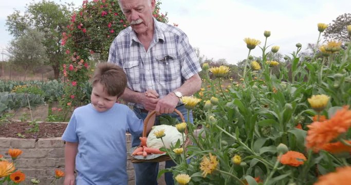 Grandfather and Grandson wallking through a vegertable garden 