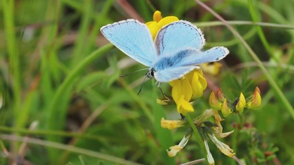Adonis blue (Polyommatus bellargus)