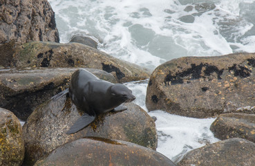 Fur Seals on the Shoreline