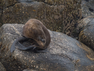 Fur Seals on the Shoreline