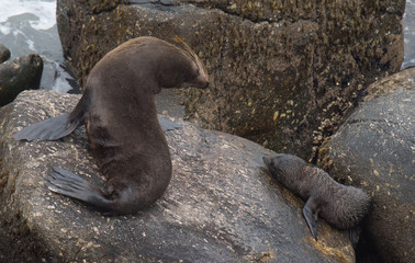Obraz premium Fur Seals on the Shoreline