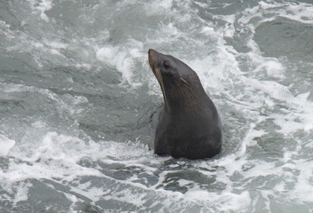 Fototapeta premium Fur Seals on the Shoreline