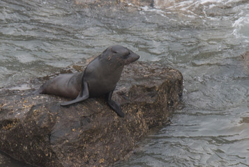 Fur Seals on the Shoreline