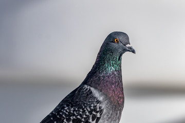 portrait of a pigeon