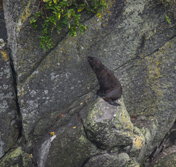 Fur Seals on the Shoreline