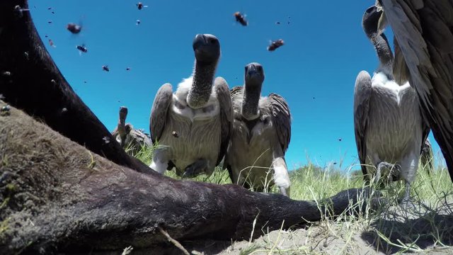 Spectacular footage of a large group of white backed vultures feeding on a carcass