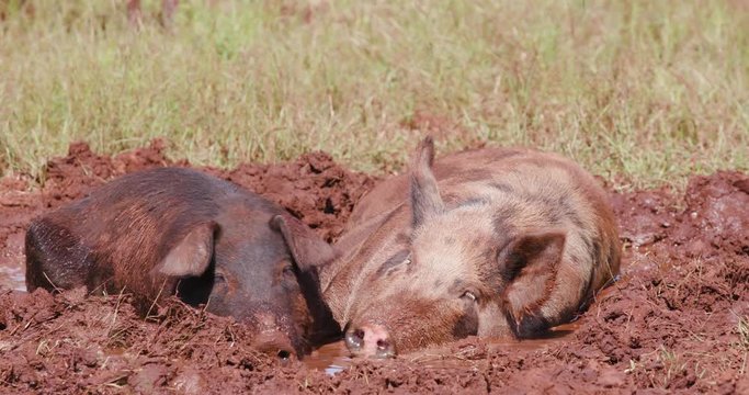 Free range pigs lying down and wallowing in the mud