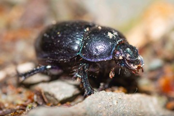 beetle