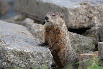 groundhog has spotted something