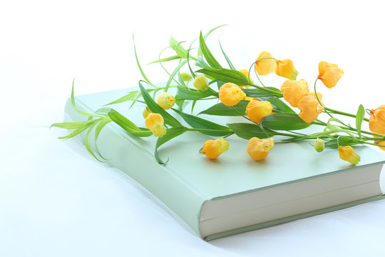 101 Best サンダーソニア Images Stock Photos Vectors Adobe Stock