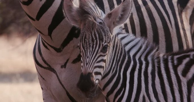 Close-up of cute baby zebra foal and mother
