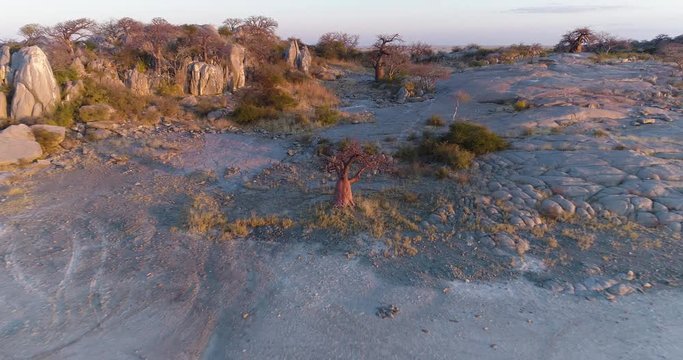 High aerial zoom out view of a baobab on Kubu island, Makgadikgadi Pans ,Botswana