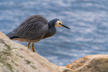 White-faced Heron at the Waters Edge