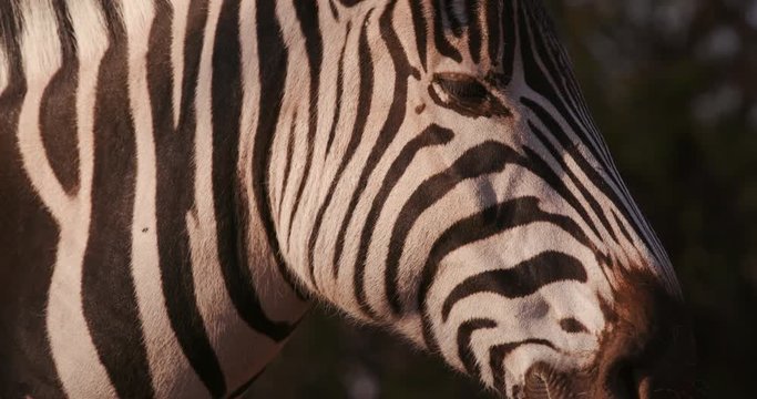 Panning close-up of zebras face