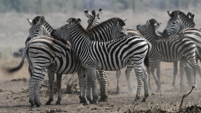 Zebra herd in africa