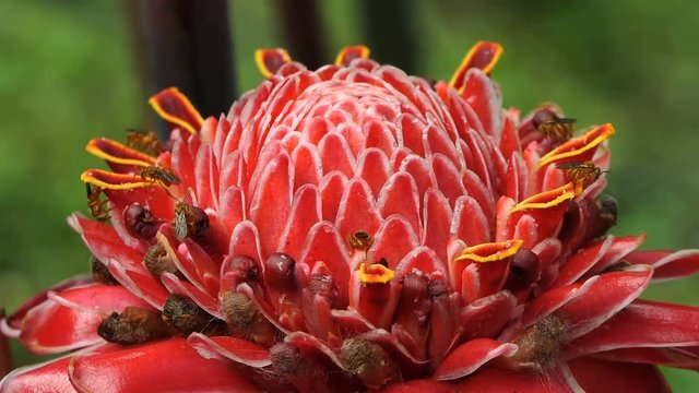 Close up of a beautiful red torch ginger with soft wind. bees feeding on Etlingera elatior. Blossom Exotic Bloom Red Torch Ginger Flower. Tropical exotic flower. bees flying over a big strange flower.