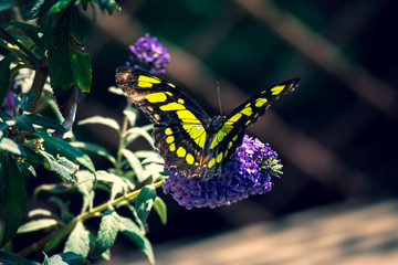 butterfly on flower