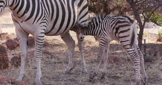 Close-up of cute baby zebra foal drinking from its mother