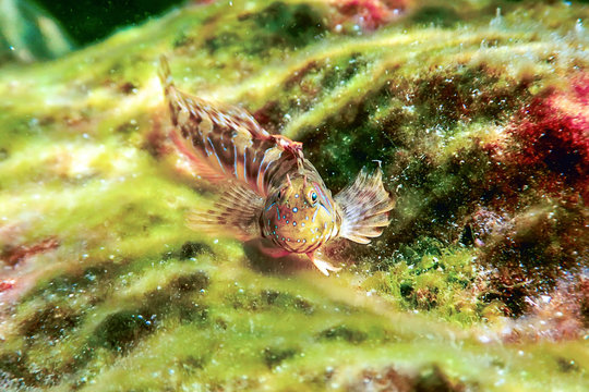 Portrait Of Cute Blenny fish, Close up  (Parablennius zvonimiri)