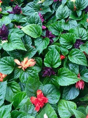 summer flowers in the garden