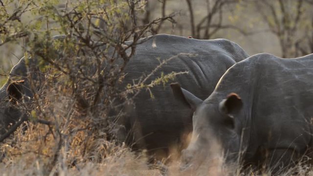 Rhino family feeding