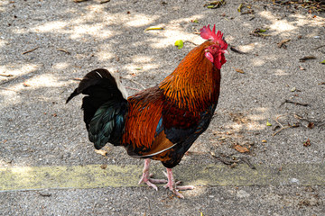 Huhn Hahn in der Karibik