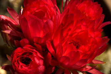 cactus flowers