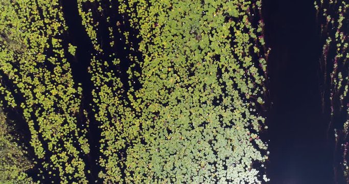 Close-up zoom out aerial view of water lillies of the waterways and lagoons of the Okavango Delta