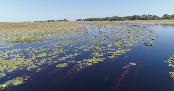 Close-up aerial fly over view of water lillies in the waterways and lagoons of the Okavango Delta