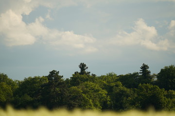 Obraz premium landscape with trees and blue sky