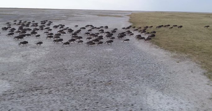Aerial panning view of a group of wildebeest running across the vast Makgadikgadi Pans, Botswana 