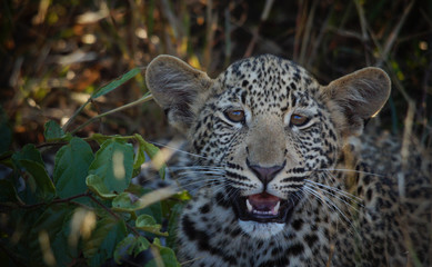 Leopard Cub in Kruger National Park - South Africa