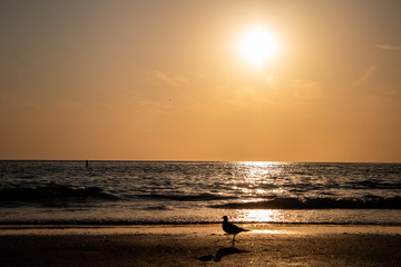 bird seeing sunset on the beach