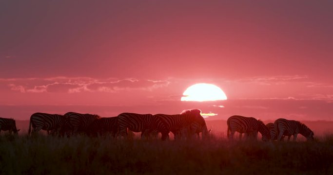 Small group of zebras grazing against a beautiful red sunset in the Makgadikgadi grasslands, Botswana 