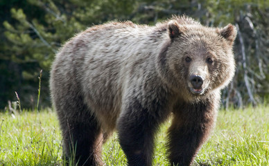Fototapeta premium Grizzly Bear #399 Grand Teton National Park 