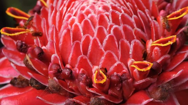 Close up of a beautiful red torch ginger with soft wind. bees feeding on Etlingera elatior. Blossom Exotic Bloom Red Torch Ginger Flower. Tropical exotic flower. bees flying over a big strange flower.