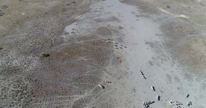 High aerial zoom out view of a large group of zebra migrating across the vast Makgadikgadi Pans, Botswana 